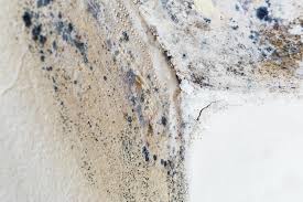 Why You Should Choose Our Mold Remediation Services in Swifton, AR